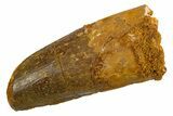 Fossil Spinosaurus Tooth - Real Dinosaur Tooth #327893-1